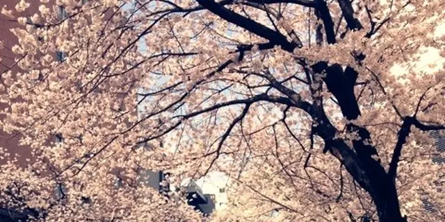 200mの桜並木にうっとり。田園都市線鷺沼駅でお花見♪
