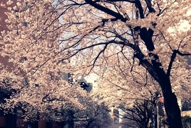 200mの桜並木にうっとり。田園都市線鷺沼駅でお花見♪