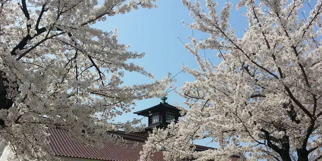 新潟市近辺　お勧め「桜」スポット