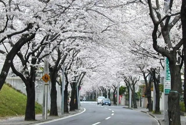 あざみ野という街には「桜のトンネル」があるんです！！！