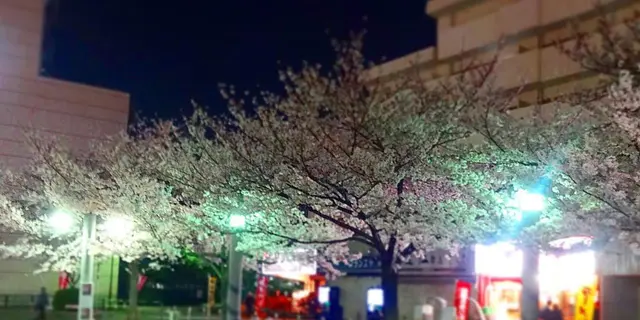 あと、3日くらいかな…。駒込は染井吉野の発祥地。桜の聖地を夜散歩☆