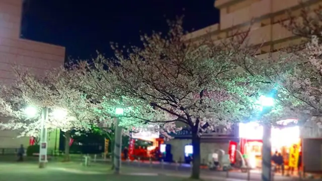 あと、3日くらいかな…。駒込は染井吉野の発祥地。桜の聖地を夜散歩☆