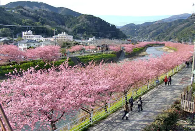河津桜(Kawazu-zakura Cherry Blossom)