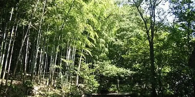都内唯一のヒカリモ見学＆絶品かき氷☆仙川で暑い夏を楽しもう！