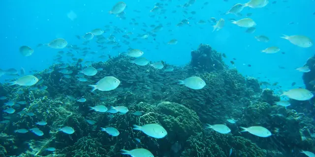 美ら島記録　座間味島・阿嘉島編