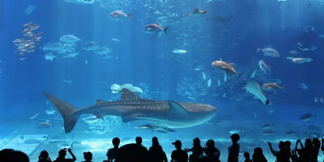沖縄王道コース