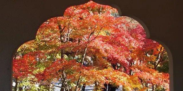 京都紅葉とcafeめぐり