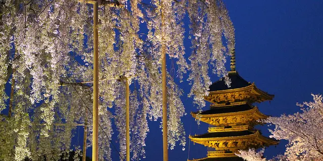 京都の夜桜ライトアップ満喫プラン