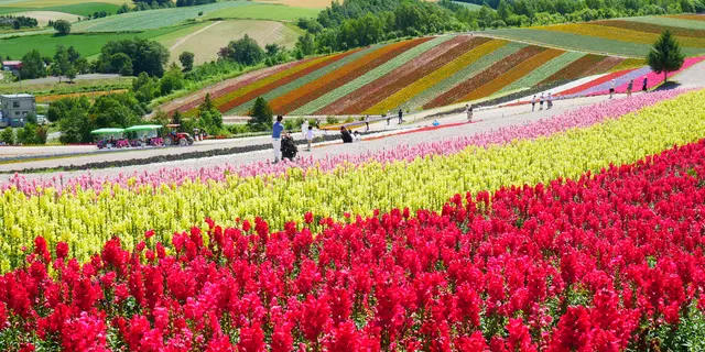 北海道　富良野、美瑛の花と絶景を楽しむ旅