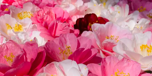 お花見2023🌸京都鹿ヶ谷通りをゆるゆる散歩。