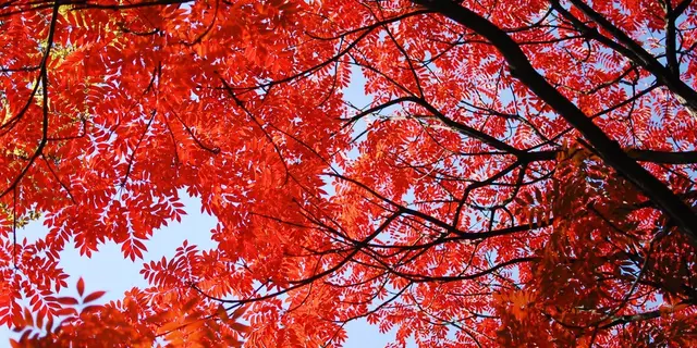 六義園から根津神社の紅葉を巡る