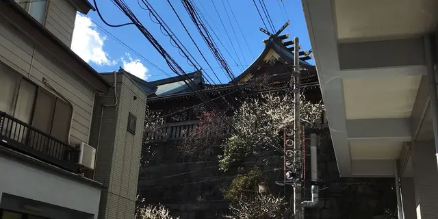 湯島の梅まつり、終わる頃にいきましょうか。   梅の実がなってくる頃が。