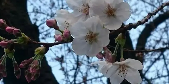 目黒川花見散歩