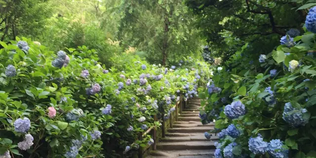 紫陽花の時期に行きたい！鎌倉日帰り旅