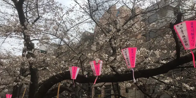 桜の季節に池尻大橋から代官山まで散歩