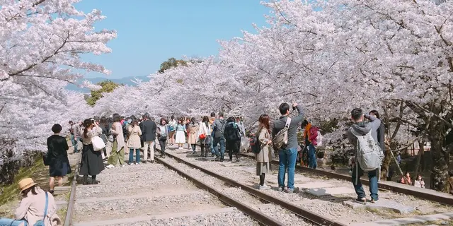 京都 春満喫したコース🍡🌸