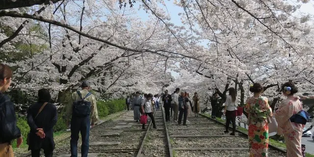 岡崎エリア桜&カフェ巡り