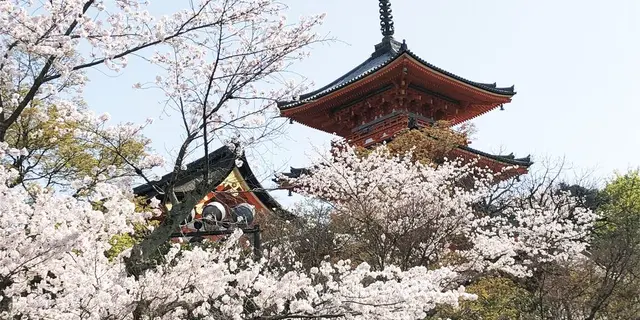 日帰りお花見プラン🌸