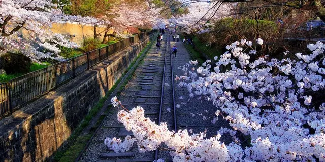 朝はゆっくり！夕方から行くゴールは夜桜京都歩き🌸