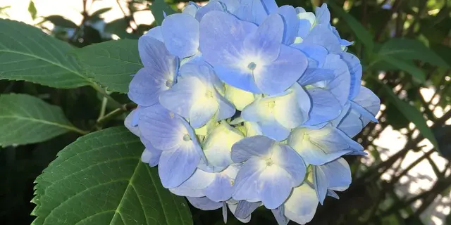 紫陽花の季節