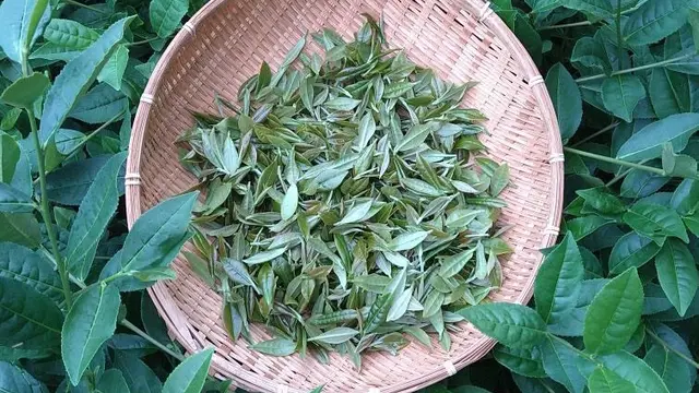 今、沖縄の紅茶がアツい❣️お茶も食も沖縄尽くし❣️150%沖縄産の旅🌱✨✨