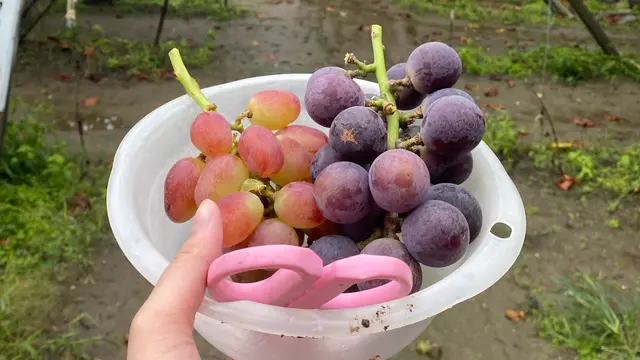 ぶどう狩りをしたい!🍇