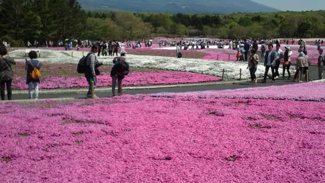 JR東日本 世界遺産富士山フリー切符で行く  雪被りの富士山と芝桜旅
