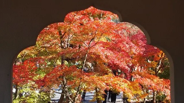 京都紅葉とcafeめぐり