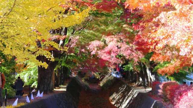 富士山・山梨側周辺の紅葉を散策しよう