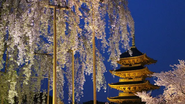 京都の夜桜ライトアップ満喫プラン