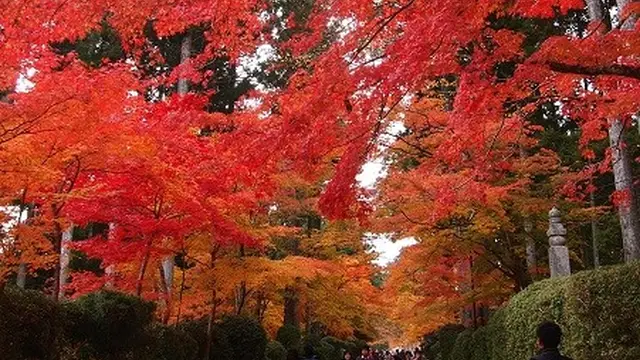 世界遺産 高野山へ 紅葉を見に行こう！！
