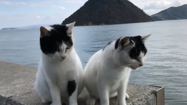 【香川県】『猫の島』佐柳島で過ごす癒しのスローライフ旅🐈