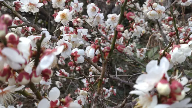 甘い香りに包まれる梅の里　小田原