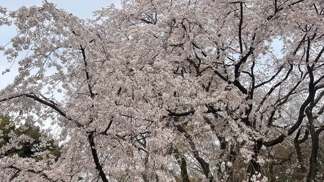 六義園の枝垂れ桜を見に行こう！