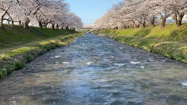 【富山県】あさひ舟川で「春の四重奏」を満喫してきたよ🌸