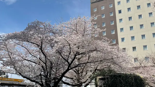 桜の街散策🌸~東京都~