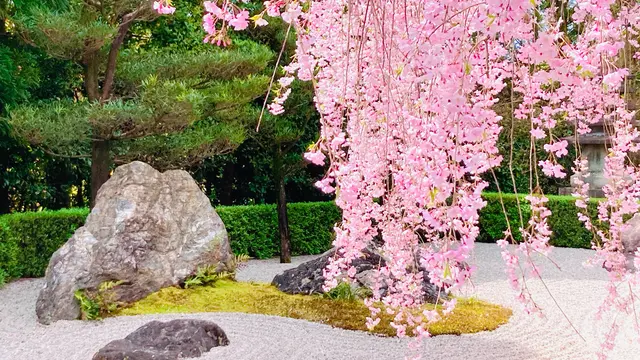 🌸京都 "きぬかけの路"桜回廊