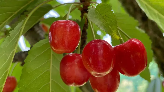 【山梨】さくらんぼ狩り