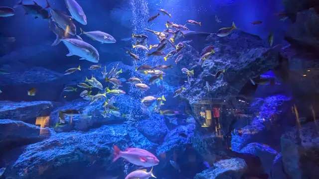 すみだ水族館とランチ★天候左右されない快適ぶらり旅
