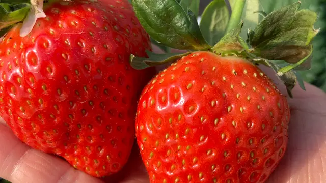 万葉の面影をたどる春旅~明日香から橿原〜御所へ
