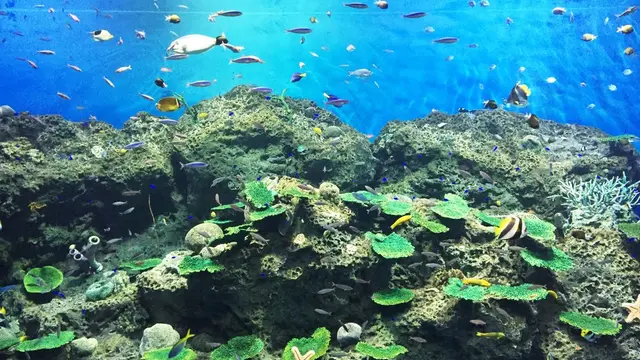 大洗・那珂湊・ひたちなか