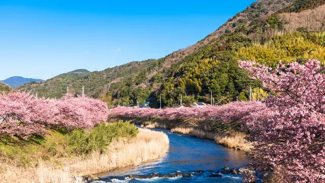 伊東温泉♨️からの河津桜を見に行こう🌸