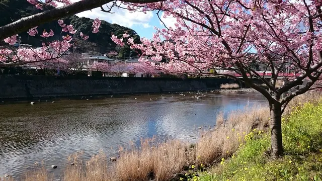 伊東温泉と河津桜祭り