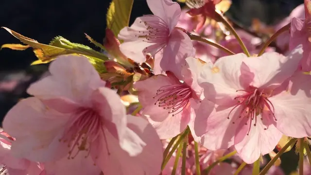 河津桜🌸満開
