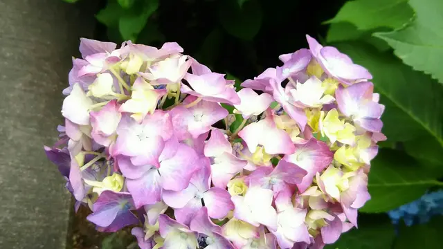 京都 梅雨の紫陽花