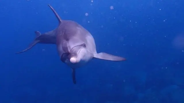 野生のイルカとのんびり泳ぎませんか♡♡