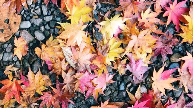 【長野・新潟】松代・月岡温泉 のんびり美人の湯と美味しい秋の味覚を堪能！！