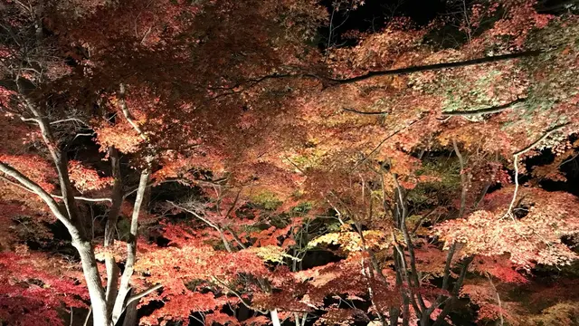 秩父で秋を感じる紅葉デート🍁