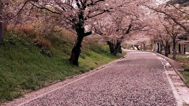 福岡県中間市の桜の名所