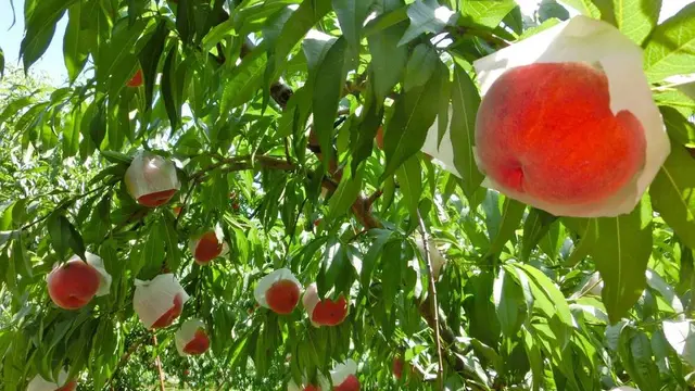 【山梨】桃🍑と信玄餅とほうとう🫕を食べて絶景を楽しむ日帰り旅🚗